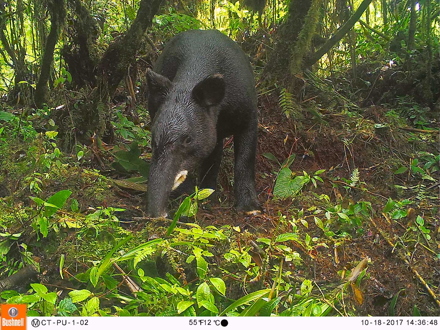 ONLY 15 PERCENT OF THE MOUNTAIN TAPIR’S HABITAT IN THE COUNTRY IS